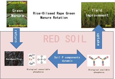 Effects of oilseed rape green manure on phosphorus availability of red soil and rice yield in rice–green manure rotation system